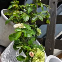 グラジオラス,ダリア,ミニバラ,ミニバラ,グリーンアイスの画像