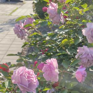 ハイビスカス,花のある暮らし,ばら バラ 薔薇,とにかくGS 楽しもう！,まいにちが☆記念日の画像