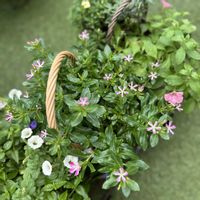カリブラコア,ニチニチソウ,ペチュニア,ニチニチソウ 夏花火,ガーデニングの画像