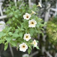 ペチュニア,ペチュニア　ビューティカル,ガーデニング,ガーデニング初心者,サカタのタネの画像