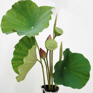 ハス,蓮の葉,夏の花,ハス科,一夜限りの花の画像