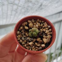サボテン,名無し,多肉植物,初心者,ベランダの画像