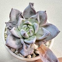 エケベリア ブラックサバス,エケベリア ブラックサバス,成長記録 ブラックサバス,LED栽培,神奈川タニラーの画像