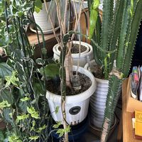 サボテン,ウチワサボテン,ぎゅぎゅ,パクパク,植物と暮らすの画像