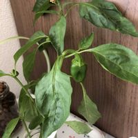 ピーマン,茎ブロッコリー,ビギナー野菜,野菜成長記録,家庭菜園の画像