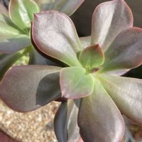 朧月,エケベリア　オータムフレイム,多肉植物,多肉中毒,植中毒の画像