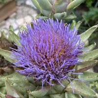 アーティチョーク,お出掛けの画像