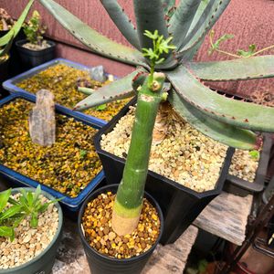 アデニア・ベネナータ,塊根植物,つる性植物,マダガスカル原産,アデニア属の画像