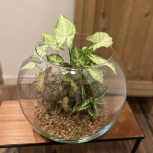 シンゴニウム,フィットニア,ポリシャス・シュガーベイビー,クリプタンサス ソレイル,寄せ植えの画像