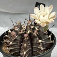 サボテン,ブラックウィドウ,ギムノカリキウム 黒牡丹玉,サボテン科,サボテンの花の画像