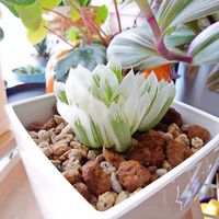 ハオルチア,ハオルチア,ピリフェラ錦,多肉植物,成長記録の画像
