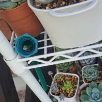 多肉植物,カエル,タニラーの画像