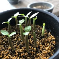 アデニウム,多肉植物,ユーフォルビア,GSのみなさんに感謝♡,小さな幸せ♡の画像