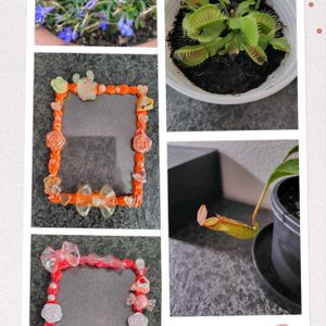 ハエトリソウ,ウツボカズラ,食虫植物,ハンドメイド,緑のある暮らしの画像