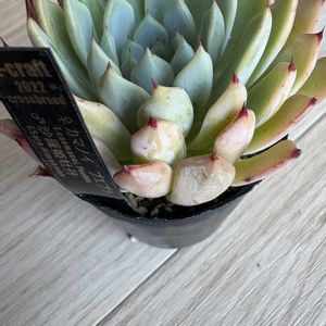 沙羅姫牡丹,カマノイ プエブラの画像