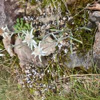 エーデルワイスの画像