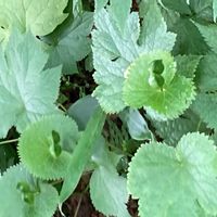 シラネアオイの画像