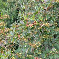 サラサドウダンの画像