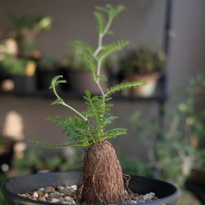 オペルクリカリア ヒファエノイデス,多肉植物,観葉植物,塊根植物,塊根の画像