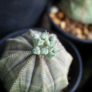 ユーフォルビア・オベサ,多肉植物,観葉植物,塊根植物,塊根の画像