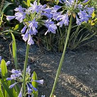 アガパンサス,ハイビスカス,ネペタ(キャットミント),今日の花,花のある暮らしの画像