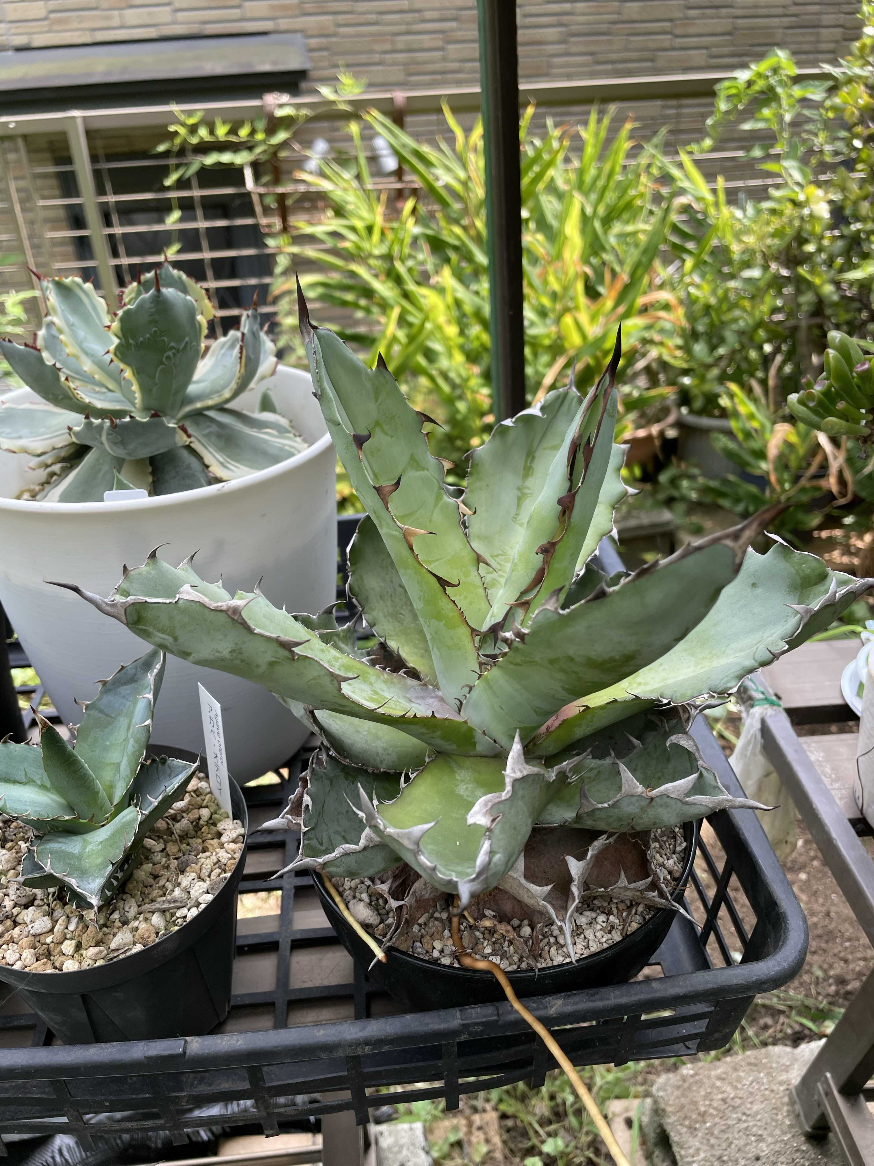 氷山の育て方｜🍀GreenSnap（グリーンスナップ）