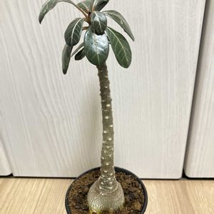 アデニウム・ソコトラナム,アデニウム・ソコトラナム,塊根植物,カクタス長田の画像