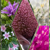 オレガノ,センニチコウ,千日紅,ペンタス,ハゼランの画像