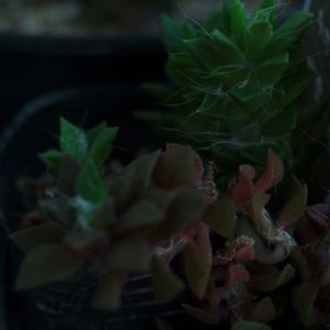 ハオルチア,多肉植物,観葉植物,塊根植物,サボテン科の画像