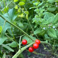 ジニア,トマト,ワイルドトマト,植物のある暮らし,植物と暮らすの画像