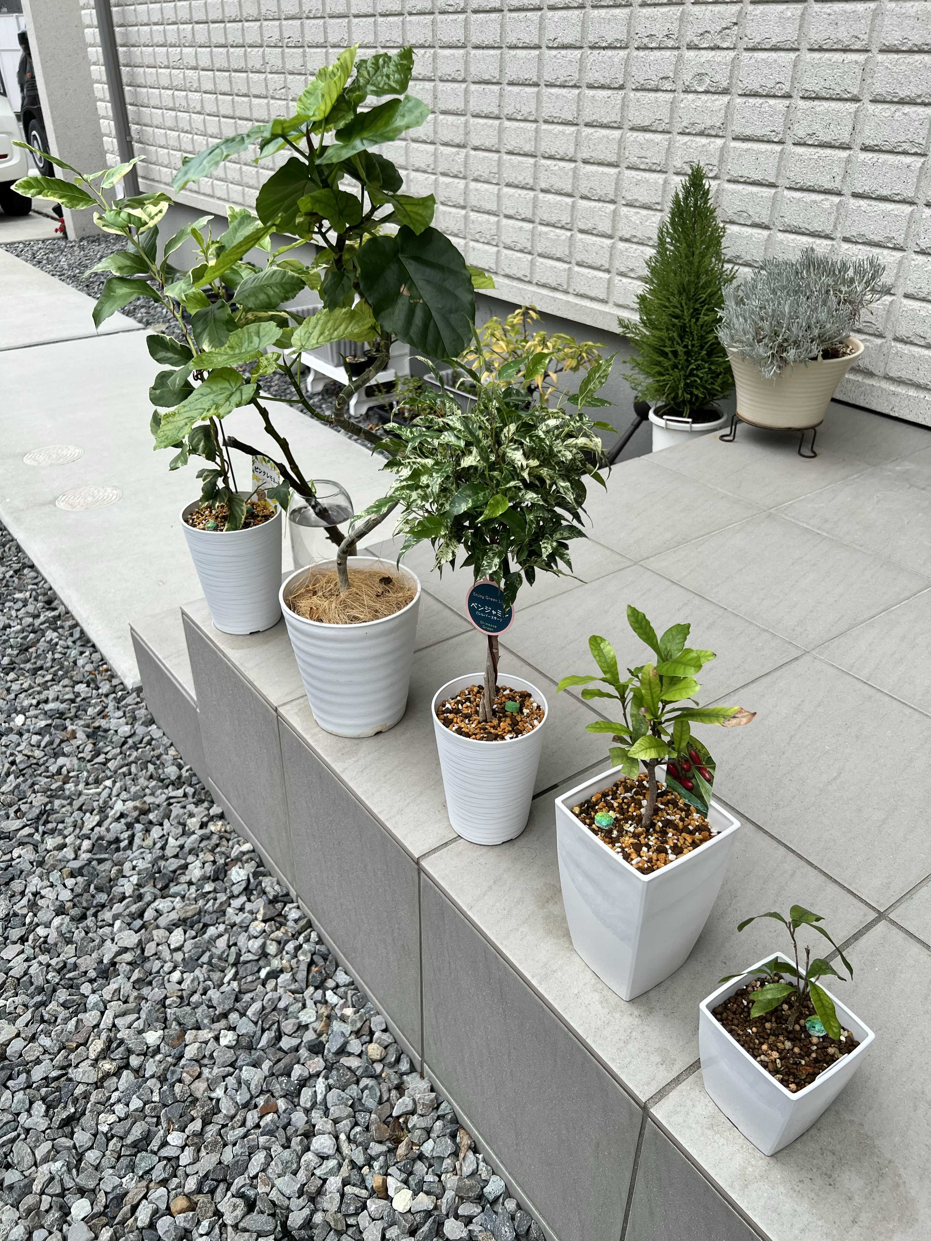 ミラクルフルーツの育て方｜苗の植え付け方や置き場所は