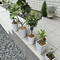 ウンベラータ,ミラクルフルーツ,レモン ピンクレモネード,ベンジャミン・シルバースターの画像