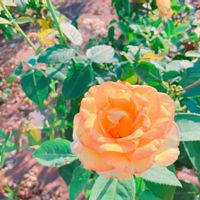バラ,花のある暮らし,GS映え,GS日和,お出かけ先の画像