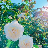 バラ,花のある暮らし,GS映え,GS日和,お出かけ先の画像