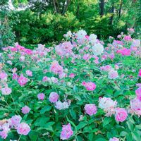 バラ,花のある暮らし,GS映え,GS日和,お出かけ先の画像