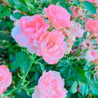 バラ,花のある暮らし,GS映え,GS日和,お出かけ先の画像