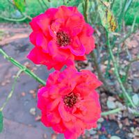 バラ,花のある暮らし,GS映え,GS日和,お出かけ先の画像