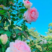 バラ,花のある暮らし,GS映え,GS日和,お出かけ先の画像