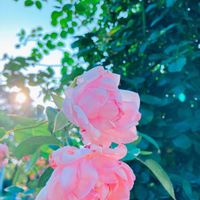 バラ,花のある暮らし,GS映え,GS日和,お出かけ先の画像