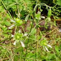タマアジサイ,ナンバンハコベ,待ってました！,自然の造形美,初めての花の画像