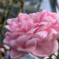 花のある暮らし,今日のお花,花いろいろ,おうち園芸,棚の画像