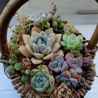 セダム,エケベリア,多肉植物,love&peace,小さなベランダの画像