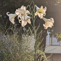 アジサイ,アルストロメリア,タカサゴユリ,ひまわり,ヒカダマの花の画像