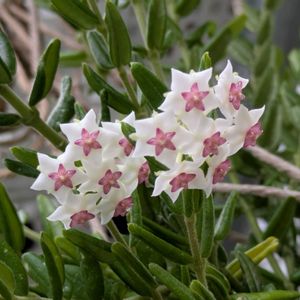 ホヤ・セブンスター,寄せ植え,多肉植物,葉挿し,リメ缶の画像