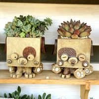 セダム,多肉植物,かわいい,葉挿し,多肉寄せ植えの画像
