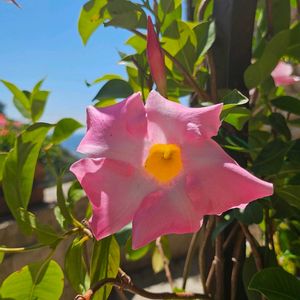 ベゴニア,マンデビラ,古井戸,テラコッタ,旅行の画像