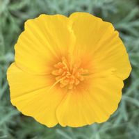 ハナビシソウ,カリフォルニアポピー,カリフォルニアポピー,黄色い花,癒しの画像