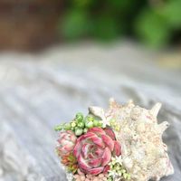 セダム,エケベリア,寄せ植え,多肉植物,多肉植物寄せ植えの画像