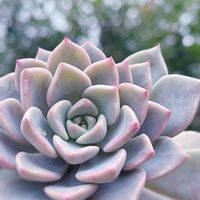 ピンクプリティ,新玉つづり（ビアホップ）,多肉植物,ベンケイソウ科,多肉植物初心者の画像