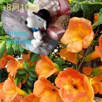 ノーゼンカズラ,花言葉,しあわせ運べるように,日曜ビタミンカラー♪,いつも心に太陽をの画像